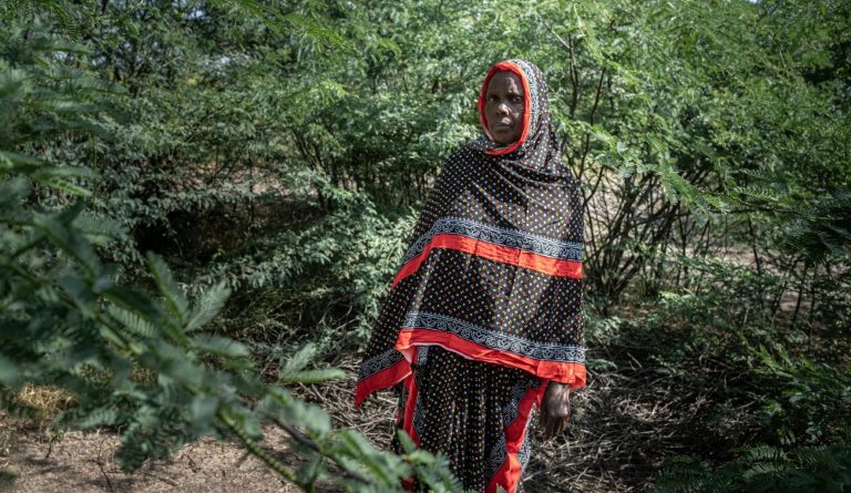 En Ethiopie, le fléau du prosopis, l'arbre qui a "tout envahi"