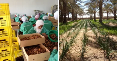 En Tunisie, la filière de la datte entre oasis, travail saisonnier et export