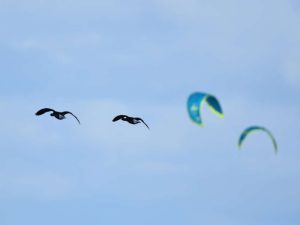 Crédit photo : Benjamin Guichard / OFB