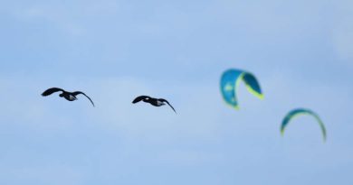 Crédit photo : Benjamin Guichard / OFB