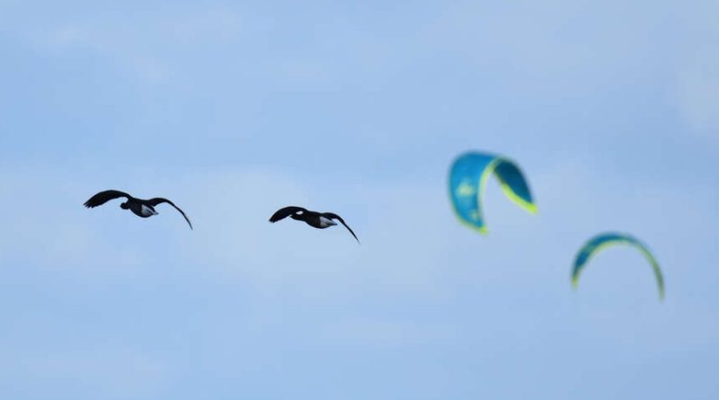 Crédit photo : Benjamin Guichard / OFB