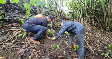 Environnement : Poihere Te Natura célèbre Matari‘i i ni‘a en reverdissant le Mont Aorai