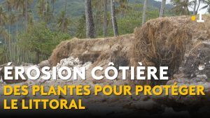 Érosion côtière : des racines pour protéger nos plages