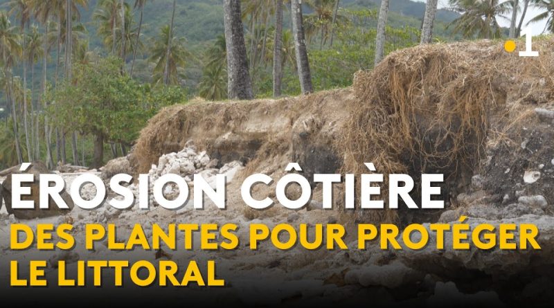 Érosion côtière : des racines pour protéger nos plages