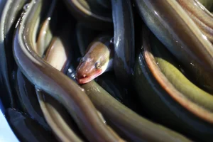 Espèce menacée : faut-il protéger les anguilles de l’appétit des Japonais ?