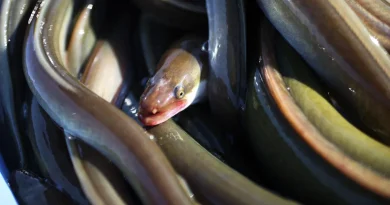 Espèce menacée : faut-il protéger les anguilles de l’appétit des Japonais ?