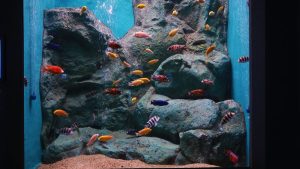 Expulsé après 22 000 euros d’impayés, le locataire abandonne un aquarium géant et la facture aux propriétaires