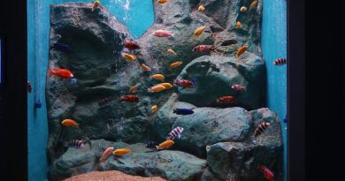 Expulsé après 22 000 euros d’impayés, le locataire abandonne un aquarium géant et la facture aux propriétaires