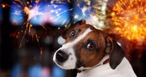 La plupart des communes interdisent les tirs de feux d