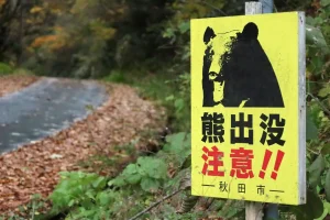Face aux attaques d’ours, le Japon déploie l’armée et autorise la police à les abattre