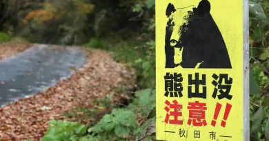 Face aux attaques d’ours, le Japon déploie l’armée et autorise la police à les abattre