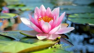 Faut-il rentrer son lotus cet hiver ? - ICI