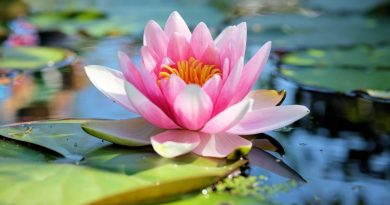 Faut-il rentrer son lotus cet hiver ? - ICI