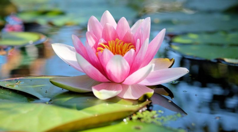 Faut-il rentrer son lotus cet hiver ?  - ICI