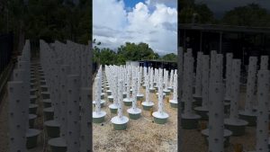 Ferme verticale à Trinidad et Tobago : l'agriculture de demain