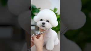 Fluff Extrême : Oserez-vous cette Mignonnerie ? 🐶✂️
