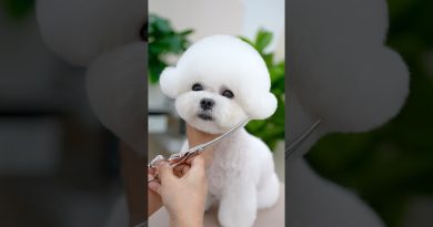 Fluff Extrême : Oserez-vous cette Mignonnerie ? 🐶✂️