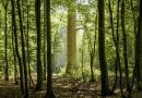 Forêts françaises : enjeux climatiques et sanitaires en crise - La Volonté Paysanne