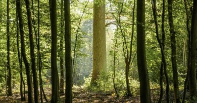 Forêts françaises : enjeux climatiques et sanitaires en crise - La Volonté Paysanne