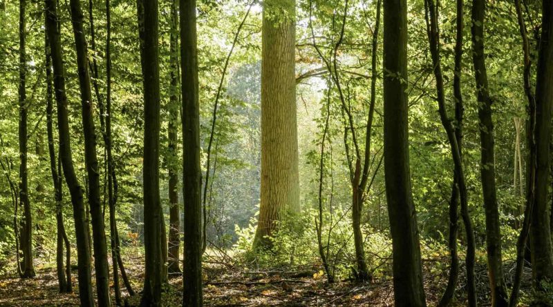 Forêts françaises : enjeux climatiques et sanitaires en crise - La Volonté Paysanne