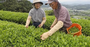 “Fort en arôme mais doux au goût” : le Japon s’éprend du thé noir