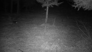 Frottis Brocard Chevreuils : enjeux et conséquences