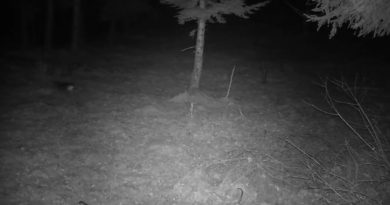 Frottis Brocard Chevreuils : enjeux et conséquences