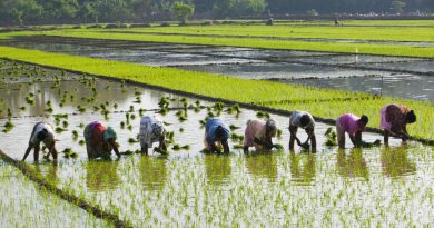 Chronique des matières premières: l’abondance de riz fait baisser les prix mondiaux