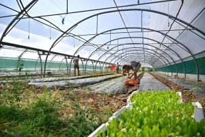 Curis-au-Mont-d’Or, en France. Ferme GAEC la Boule d’or”,100 % bio.