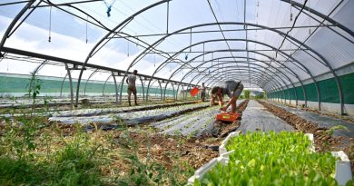 Curis-au-Mont-d’Or, en France. Ferme GAEC la Boule d’or”,100 % bio.