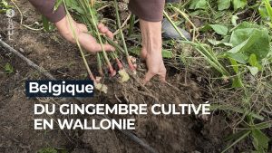 Gingembre belge : une culture surprenante - RTBF Info