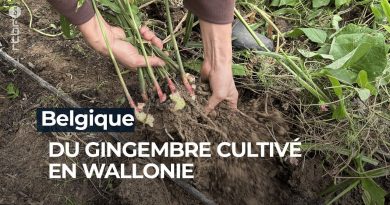 Gingembre belge : une culture surprenante - RTBF Info
