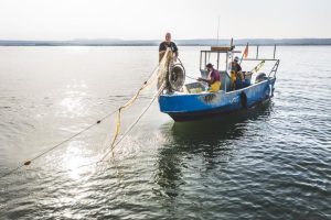 Observatoire du Crabe bleu dans l'étang de Berre : Programmation des captures et actions