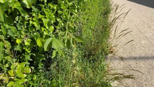 Graminées au jardin : limiter l’allergie en retirant les épis avant le pollen - ICI