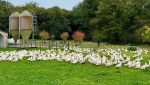 Grippe aviaire en Dordogne : "on ne connaîtra pas un hiver comme 2022" estime Claire Jacquinet vétérinaire spécialisée - ICI