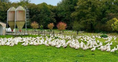 Grippe aviaire en Dordogne : "on ne connaîtra pas un hiver comme 2022" estime Claire Jacquinet vétérinaire spécialisée - ICI