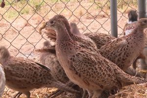 Grippe aviaire : la zone réglementée autour du foyer de Pihen-les-Guînes officiellement levée