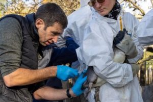 Grippe aviaire : vaccination des manchots et des pélicans à Pairi Daiza