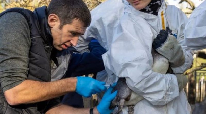 Grippe aviaire : vaccination des manchots et des pélicans à Pairi Daiza