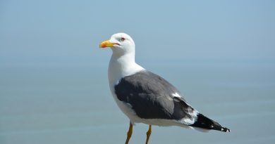 Normandie, Caen, Rouen, Mont-Saint-Michel, cliff, beach, cow, landscape, D-Day