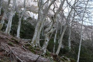 IMBE : Découverte d'une forêt exceptionnelle pour la biodiversité marine et continentale