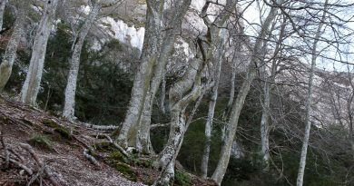 IMBE : Découverte d'une forêt exceptionnelle pour la biodiversité marine et continentale