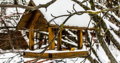 Hivernage des animaux du jardin - ici