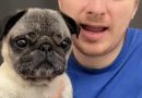 Albert, le chien qui fait le buzz sur TikTok : découvrez son histoire