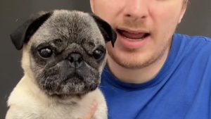 Albert, le chien qui fait le buzz sur TikTok : découvrez son histoire
