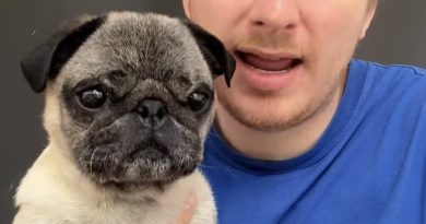 Albert, le chien qui fait le buzz sur TikTok : découvrez son histoire