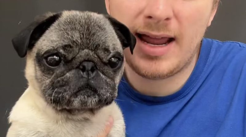 Albert, le chien qui fait le buzz sur TikTok : découvrez son histoire