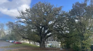 « Il mérite d’être connu » : et si ce chêne de Bretagne était le plus bel arbre de