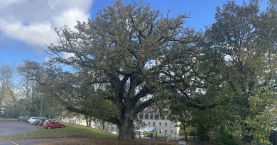 « Il mérite d’être connu » : et si ce chêne de Bretagne était le plus bel arbre de