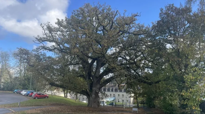 « Il mérite d’être connu » : et si ce chêne de Bretagne était le plus bel arbre de